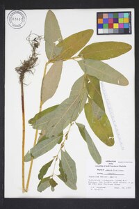 Hypericum walteri image