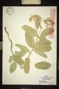 Asclepias viridis image