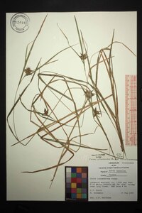 Carex intumescens var. intumescens image