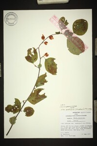 Ilex ambigua image