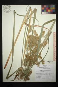 Cyperus strigosus var. strigosus image