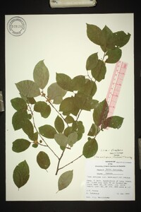 Ilex ambigua image