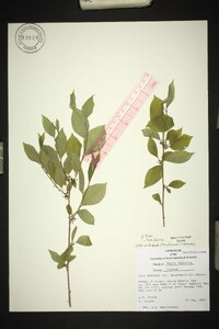 Ilex ambigua image