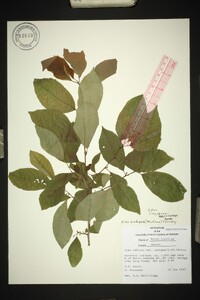 Ilex ambigua image