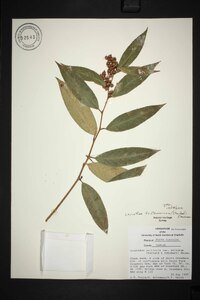 Leucothoe fontanesiana image