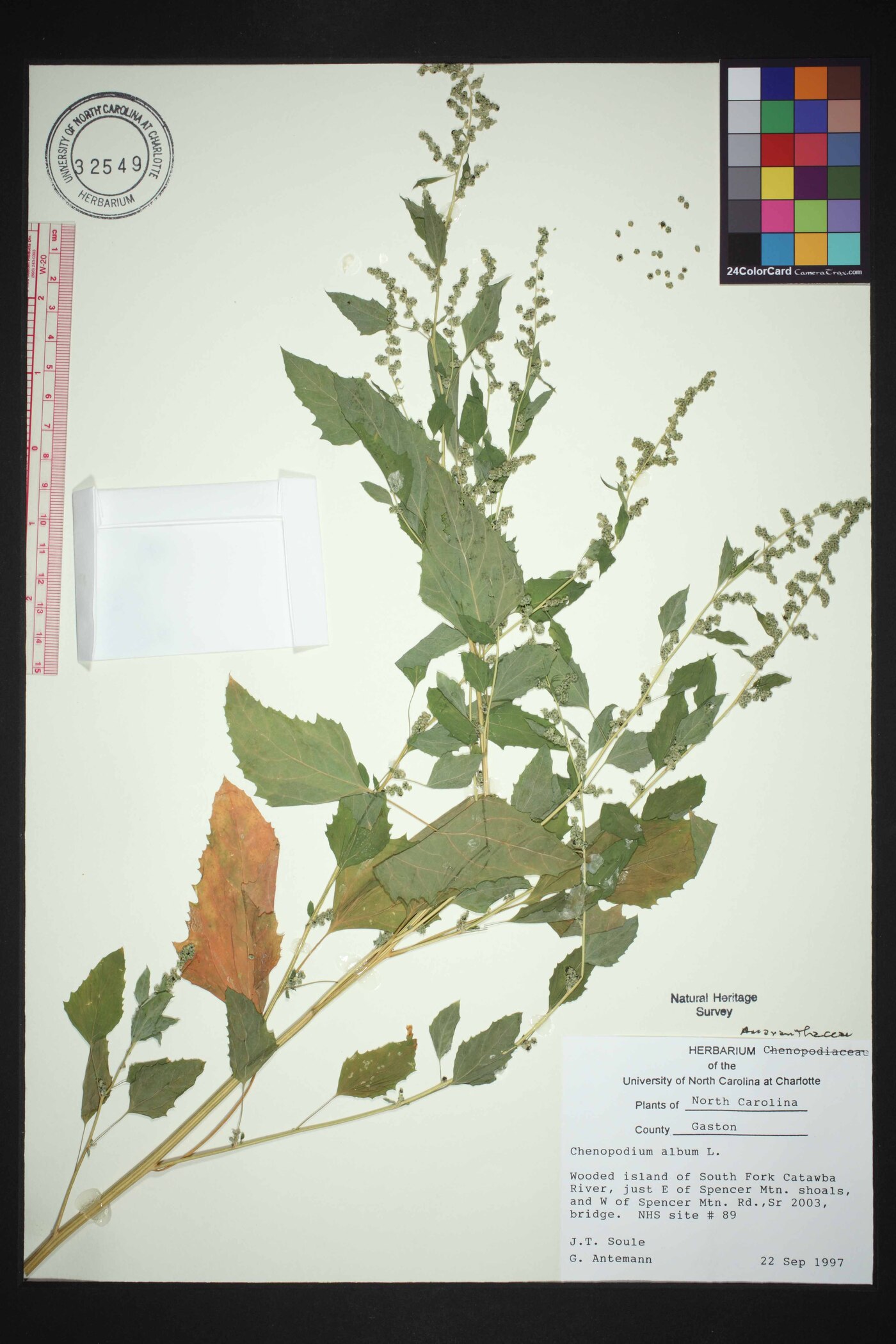 Chenopodium album var. album image