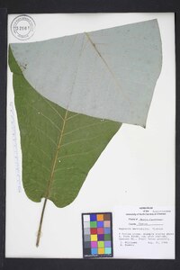 Magnolia macrophylla image