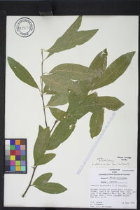 Sideroxylon lycioides image