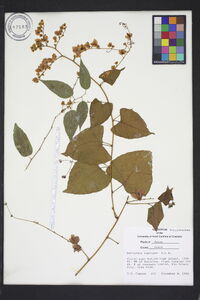 Antigonon leptopus image