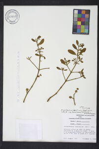 Phoradendron leucarpum subsp. tomentosum image