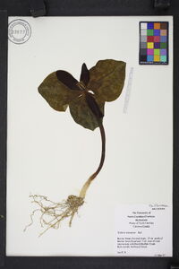 Trillium cuneatum image