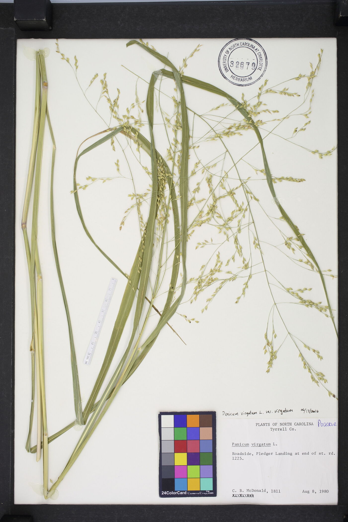 Panicum virgatum var. virgatum image