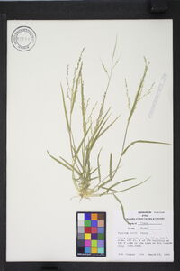 Panicum hallii image