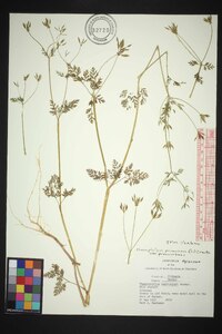 Chaerophyllum procumbens var. procumbens image