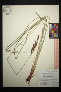 Carex glaucescens image