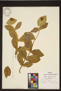 Lonicera dioica image