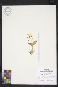 Liparis liliifolia image