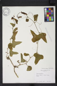 Smilax bona-nox image