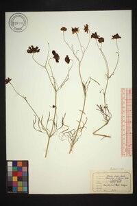 Coreopsis tinctoria var. tinctoria image