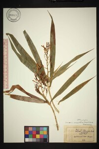 Dracaena angustifolia image