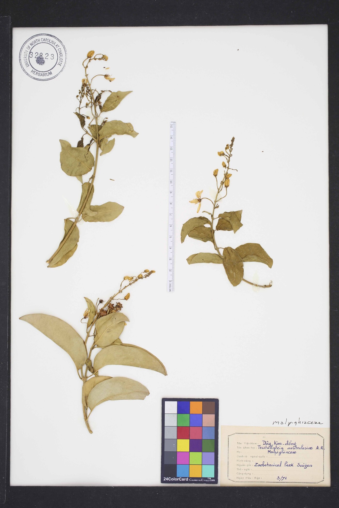 Tristellateia australasiae image
