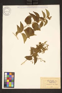 Porana volubilis image