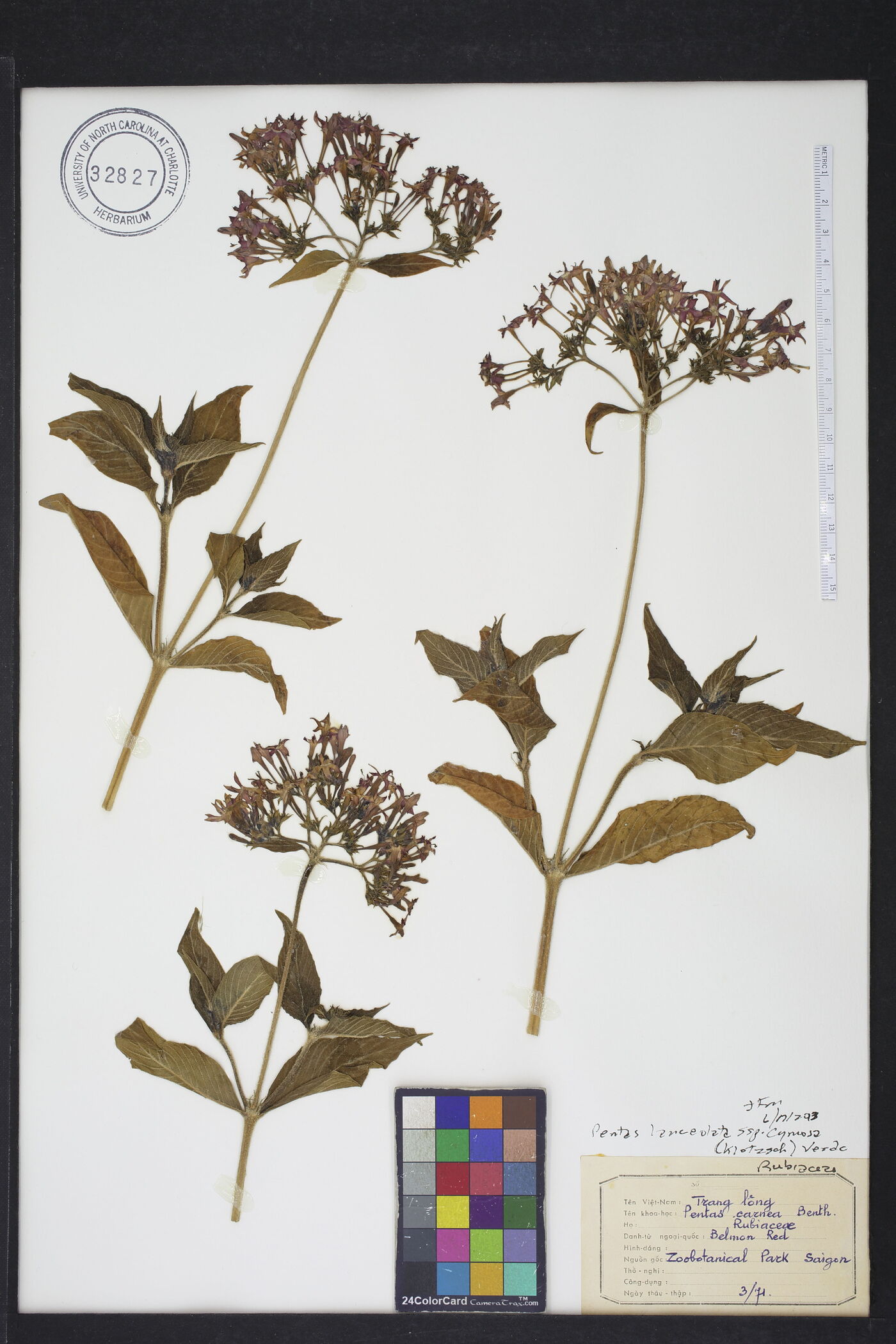 Pentas lanceolata subsp. cymosa image
