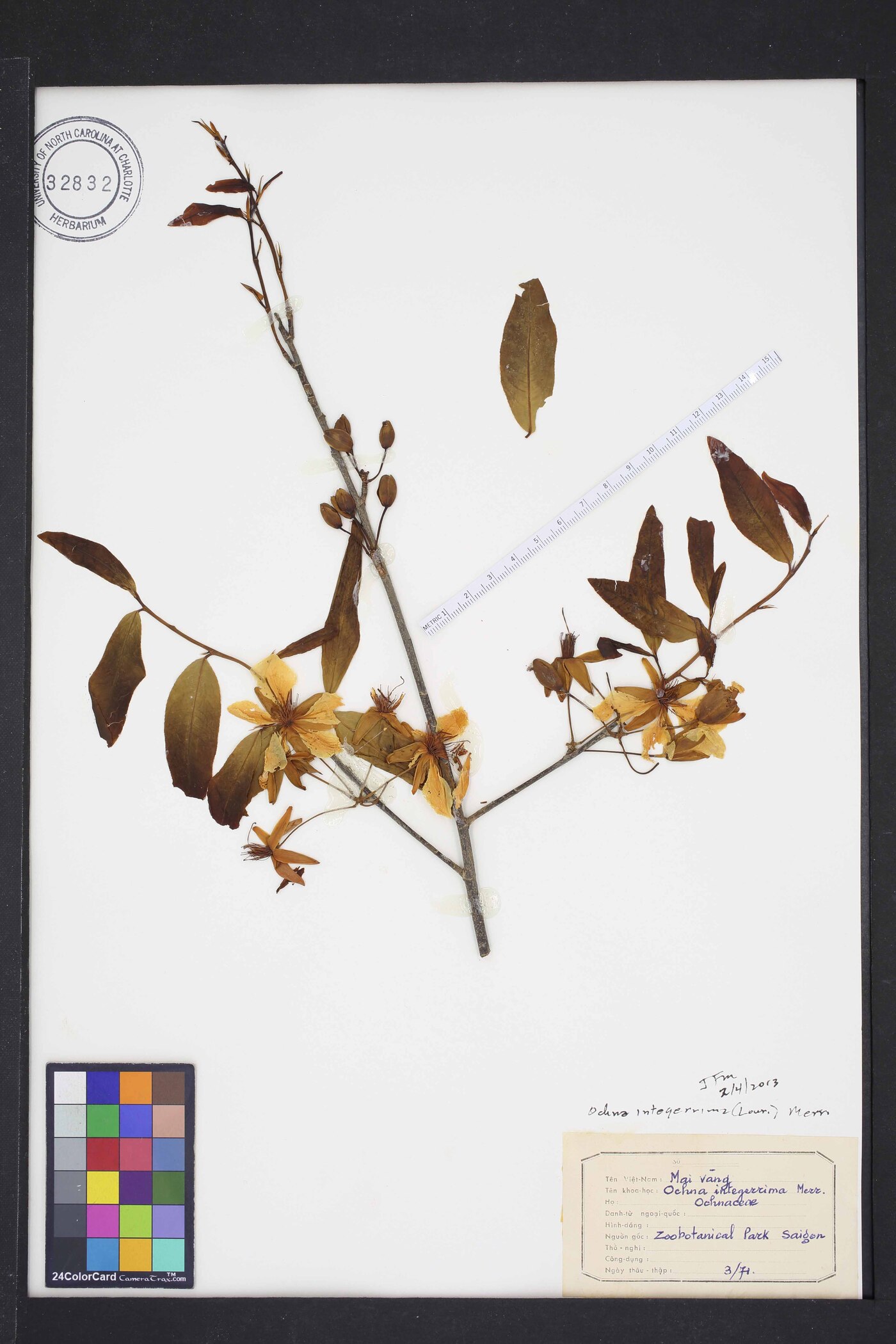 Ochna integerrima image