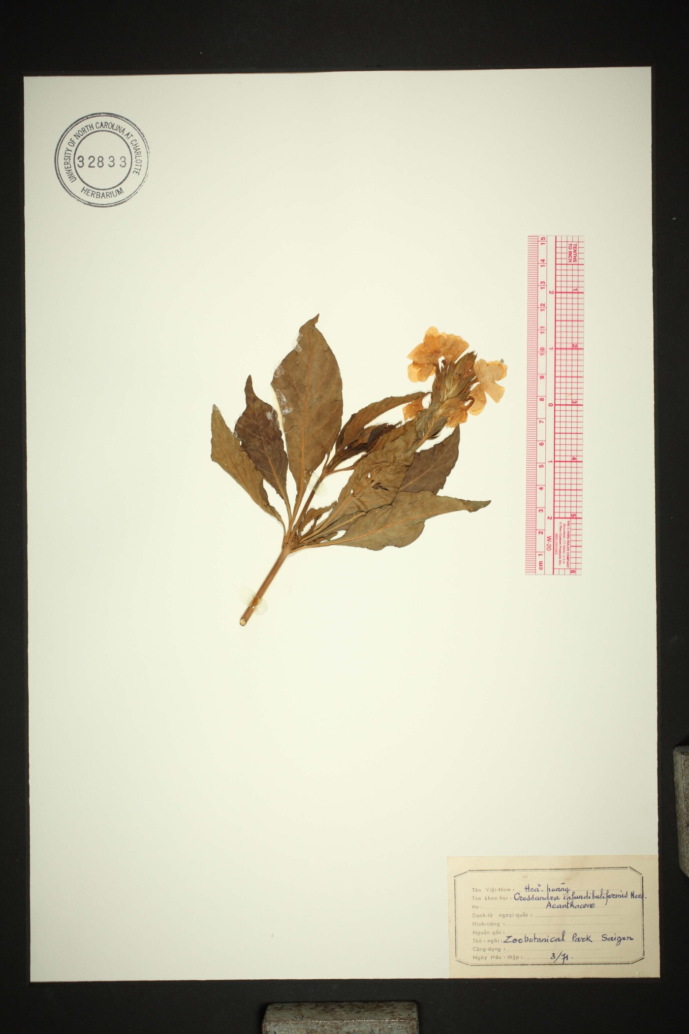 Crossandra image