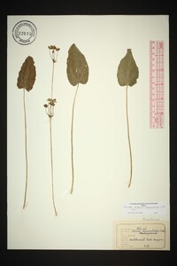 Baldellia ranunculoides image