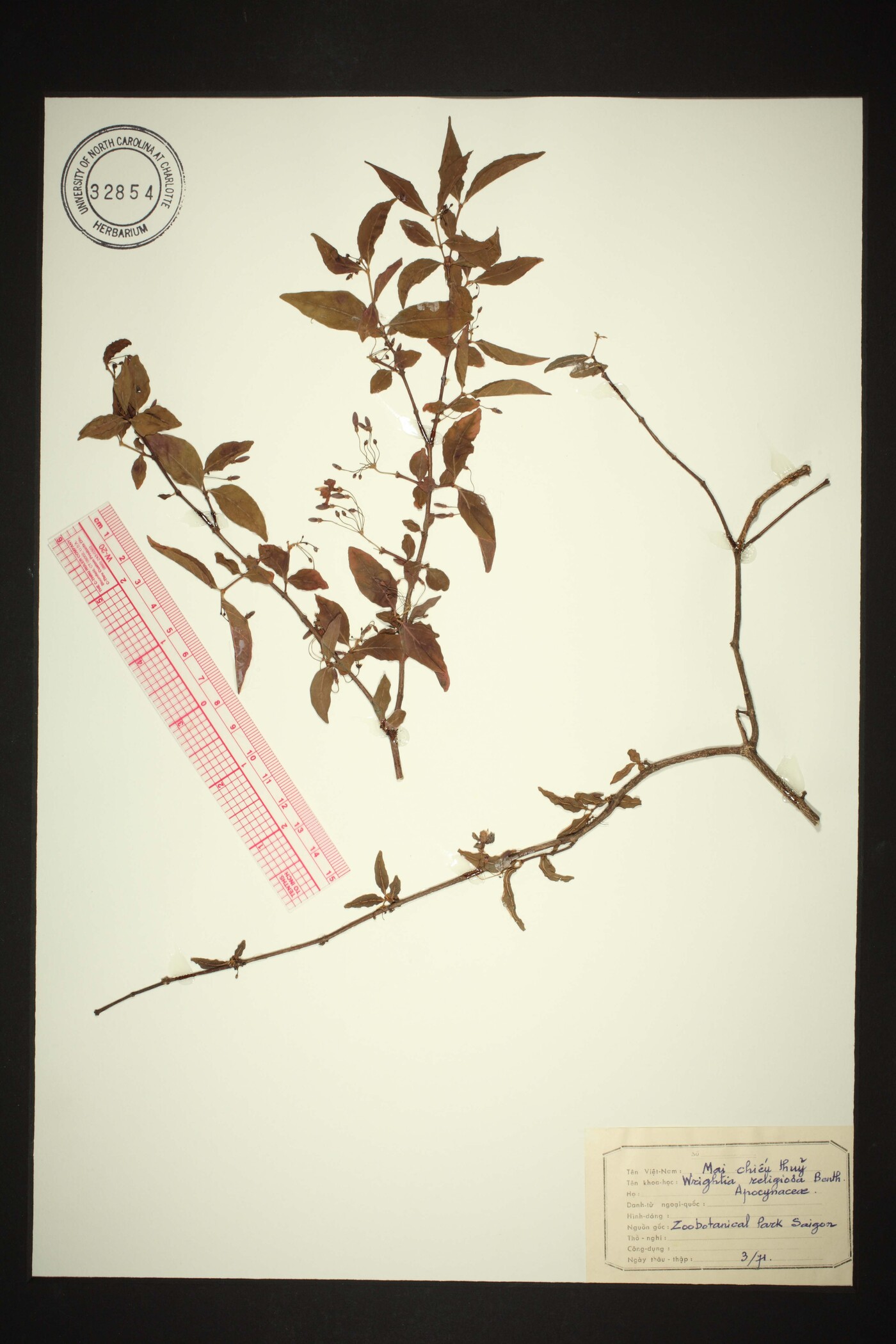 Wrightia religiosa image