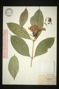 Kopsia fruticosa image