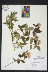 Rosa setigera image