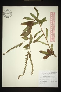 Onosmodium virginianum image