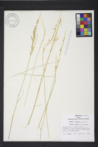 Pappophorum bicolor image