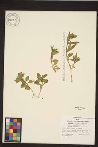 Stellaria pubera image