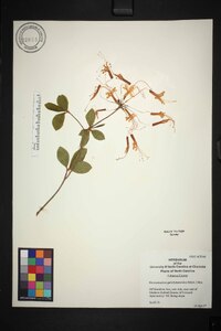 Rhododendron periclymenoides image