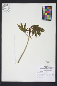 Aesculus sylvatica image