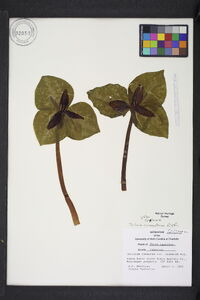 Trillium cuneatum image