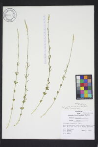 Polygala boykinii image