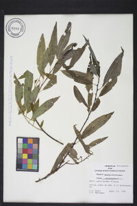 Salix caroliniana image