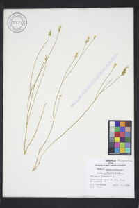 Polygala incarnata image