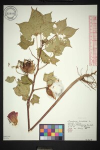 Gossypium hirsutum image