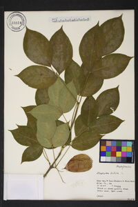 Staphylea trifolia image