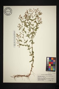 Hypericum mutilum var. mutilum image