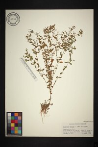 Hypericum mutilum var. mutilum image