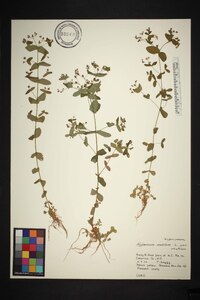 Hypericum mutilum var. mutilum image