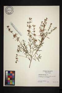 Hypericum galioides image