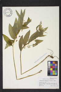 Polygonatum pubescens image