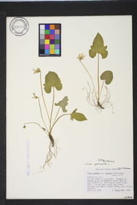 Viola palmata image